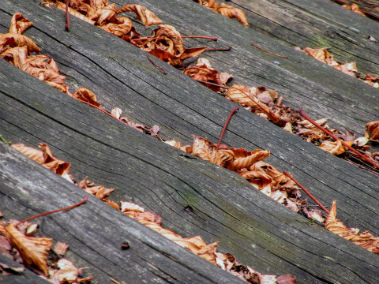 roof covered with leaves