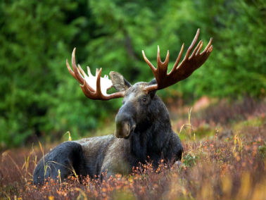 close up of moose