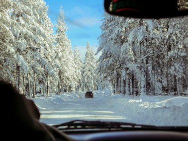 cars on the road near woods