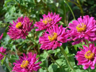 Desjardins Insurance gives you tips for growing flowers and vegetables in your garden this summer.