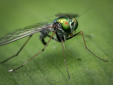 close up of bug