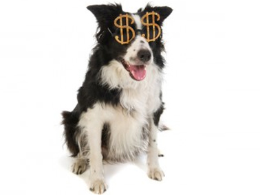 Many people fail to take into account how expensive caring for dogs can be.