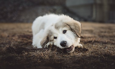 dog snarling