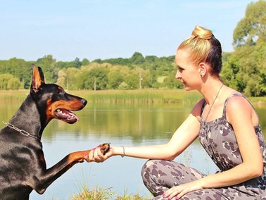 Dog holding out paw to human