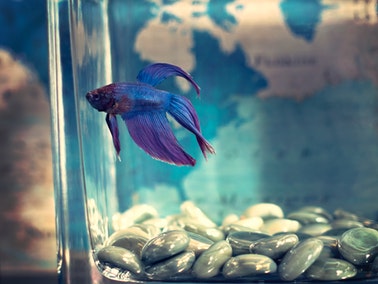 close up of blue betta fish in fish tank