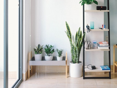 organized room with plants
