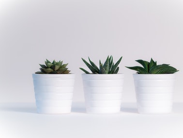three succulents in white ceramic pots