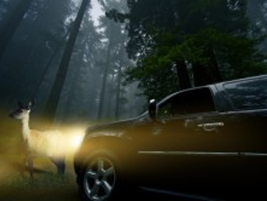 What To Do If You Hit An Animal In Alberta I Desjardins Insurance
